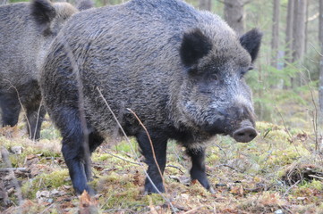 Wildlife of Wild Boar (Sus scrofa) captured in Belarus