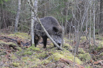 Wildlife of Wild Boar (Sus scrofa) captured in Belarus