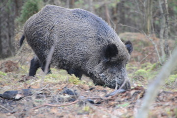 Wildlife of Wild Boar (Sus scrofa) captured in Belarus