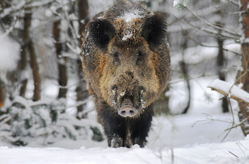 Wildlife of Wild Boar (Sus scrofa) captured in Belarus