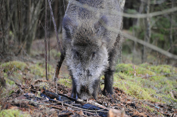 Wildlife of Wild Boar (Sus scrofa) captured in Belarus
