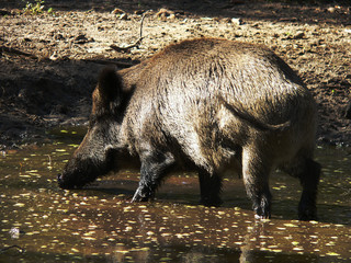 Wildlife of Wild Boar (Sus scrofa) captured in Belarus