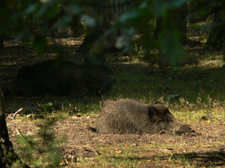 Wildlife of Wild Boar (Sus scrofa) captured in Belarus