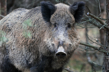 Wildlife of Wild Boar (Sus scrofa) captured in Belarus