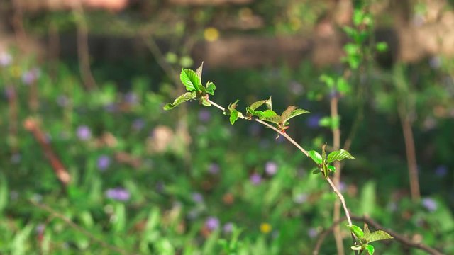 Branch with fresh foliage and liverleaf flowers in spring wood