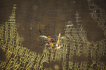 Na teia da aranha