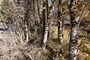 Obraz premium black and white aspen trunks with heavy shadows