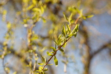 weeping willow tree branches with young small green leaves in the spring garden, selective focus, closeup
