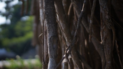 close up tree branches in the park