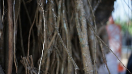 close up tree branches in the park