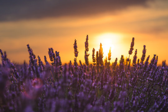 lavender field in sunset © Anton Rostovsky