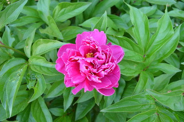 Pink peony