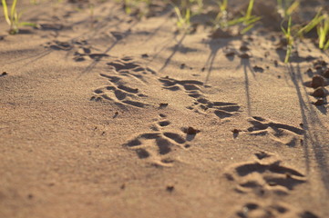 Bird tracks