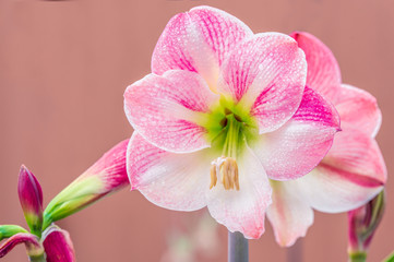 Pink Amaryllis Flowers Isolated