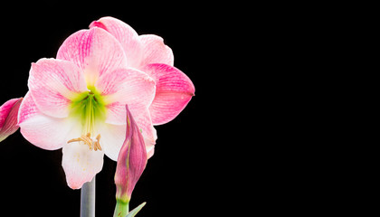 Fototapeta na wymiar Pink Amaryllis Flowers Isolated