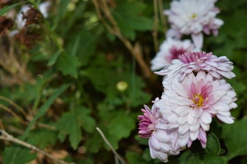 pink and white dahlia