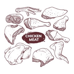 chicken set illustration