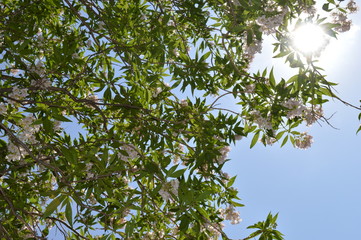 green leaves against the sky