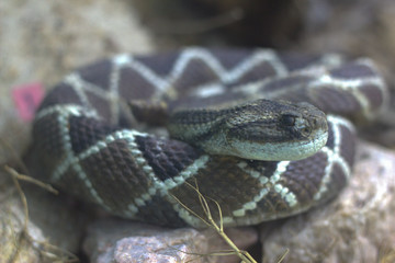 close up of a snake in the museum 