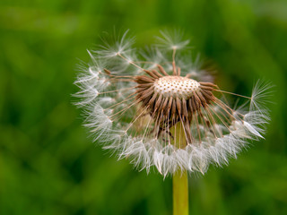 Macro photography of a dandelion seed head against the grass, captured at the central Andean mountains of Colombia