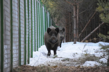 Wildlife of Wild Boar (Sus scrofa) captured in Belarus