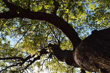 tree in the park