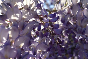 lilac flowers in the wind