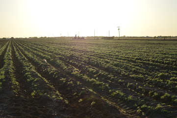 rows of potato plants
