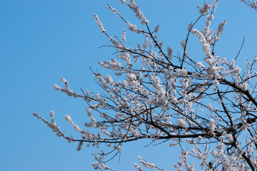 White flowers apricots on a background of blue sky