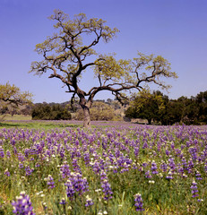 Oak tree in blue bonnet field