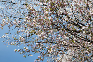 満開の松前早咲桜