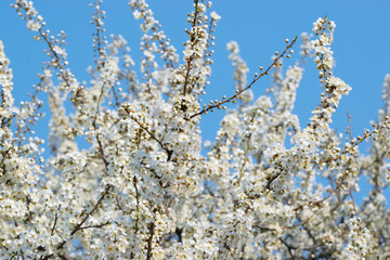 White apricot flowers densely cover tree branches against a blue sky