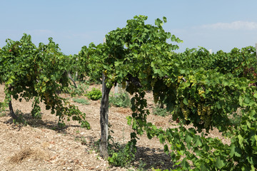 Fototapeta na wymiar Rows of grapevine vineyard before harvest. Selective focus