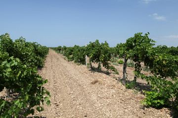 Fototapeta na wymiar Rows of grapevine vineyard before harvest. Selective focus. Agricultural landscape. Viticulture