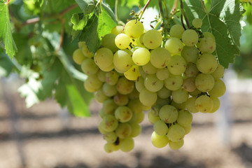 Ugly grapes on the vine suitable for the production of white wine or juice. Sunny day. Closeup