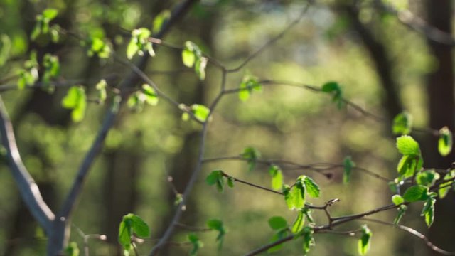 Small tree in the woods with fresh spring foliage