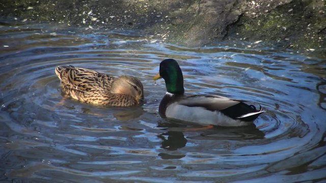 Sexual behavior of ducks The mallard (Anas platyrhynchos), Ukraine