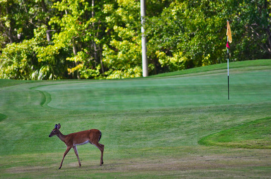 Deer Walking Across Approach To A Golf Course Green With Flag