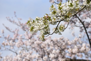 Cherry blossoms in full bloom / Traditional japanese spring scenery.