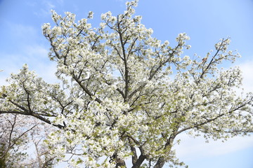 Cherry blossoms in full bloom / Traditional japanese spring scenery.