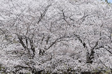 Cherry blossoms in full bloom / Traditional japanese spring scenery.