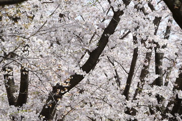 Cherry blossoms in full bloom / Traditional japanese spring scenery.
