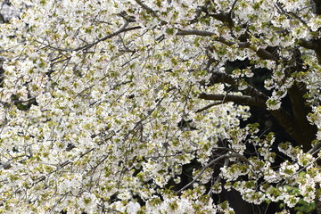 Cherry blossoms in full bloom / Traditional japanese spring scenery.