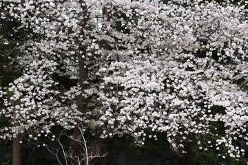 Cherry blossoms in full bloom / Traditional japanese spring scenery.