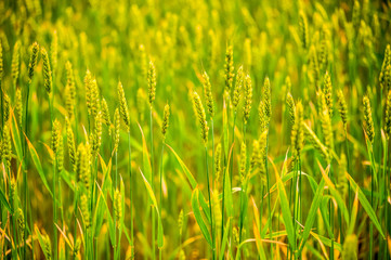 Green field with ripening wheat