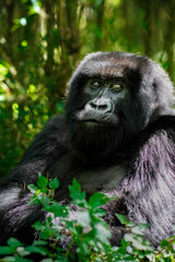 Female Gorilla in Volcanoes National Park Rwanda