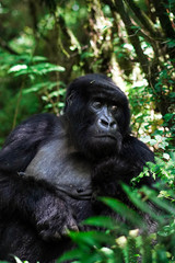 Female Gorilla in Volcanoes National Park Rwanda