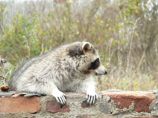 Raccoon dog (Nyctereutes procyonoides) captured in Belarus