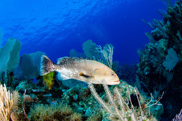 Peixe