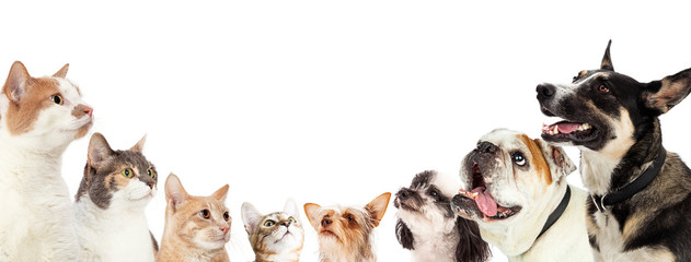 Cats and Dogs on Opposite Sides of Web Banner
